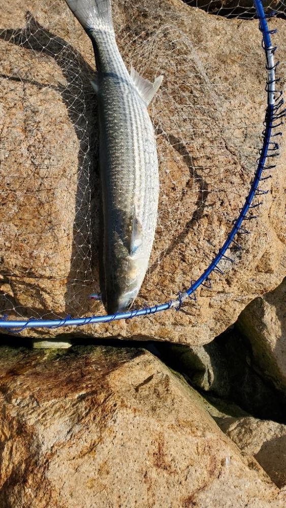 ボラにうタモを折られる