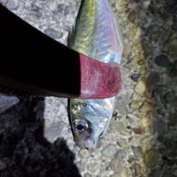 青物不発　アジいっぱい