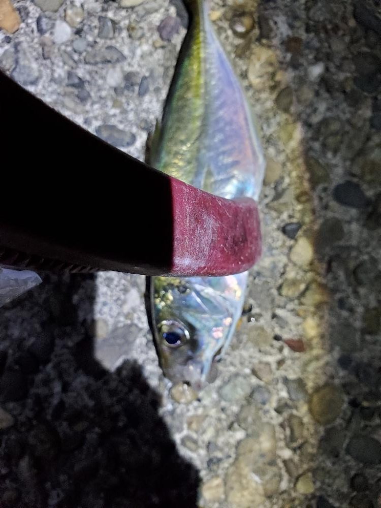 青物不発　アジいっぱい