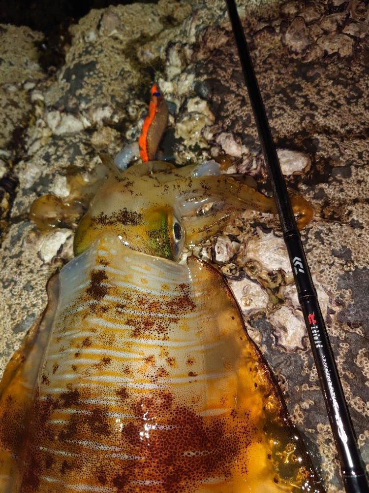 凪のエギングIN対馬