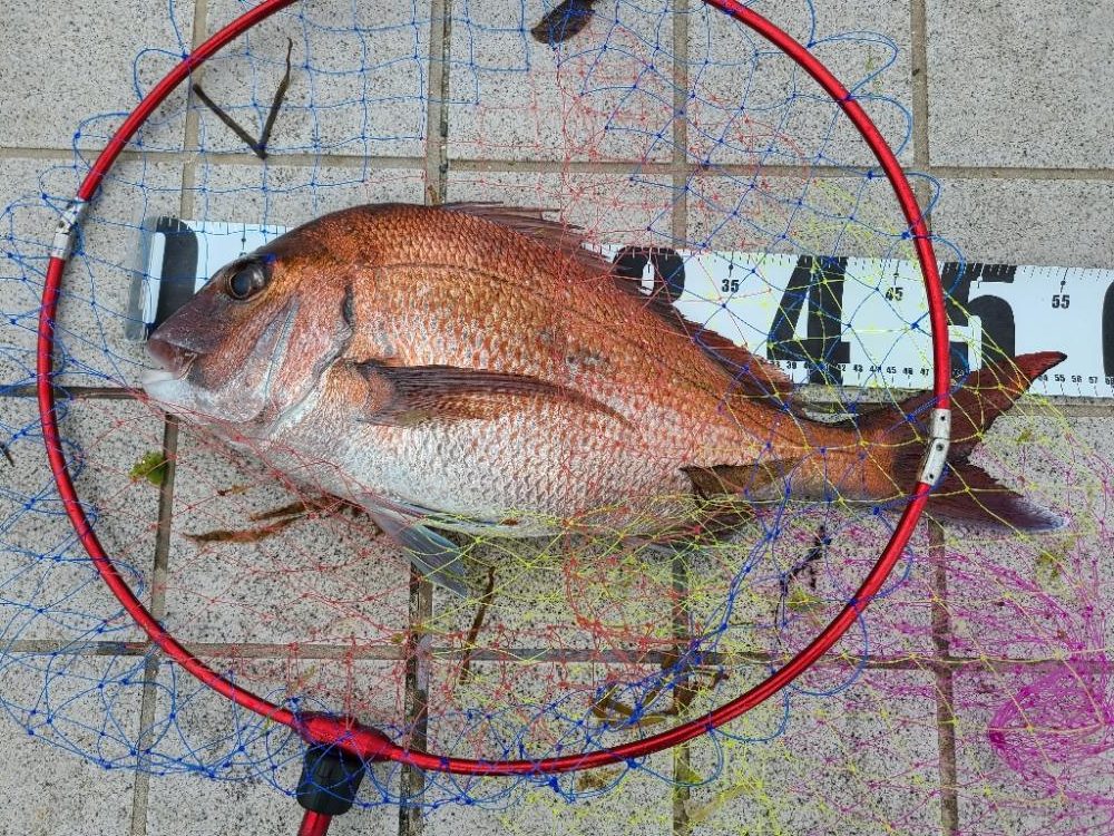 のっこみシーズン