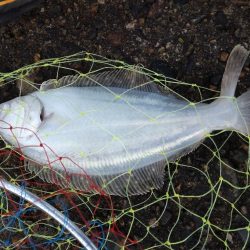 ヒラメ、キジハタ、シーバス釣れました