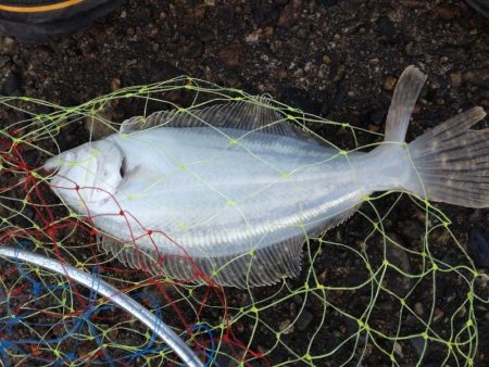 ヒラメ、キジハタ、シーバス釣れました