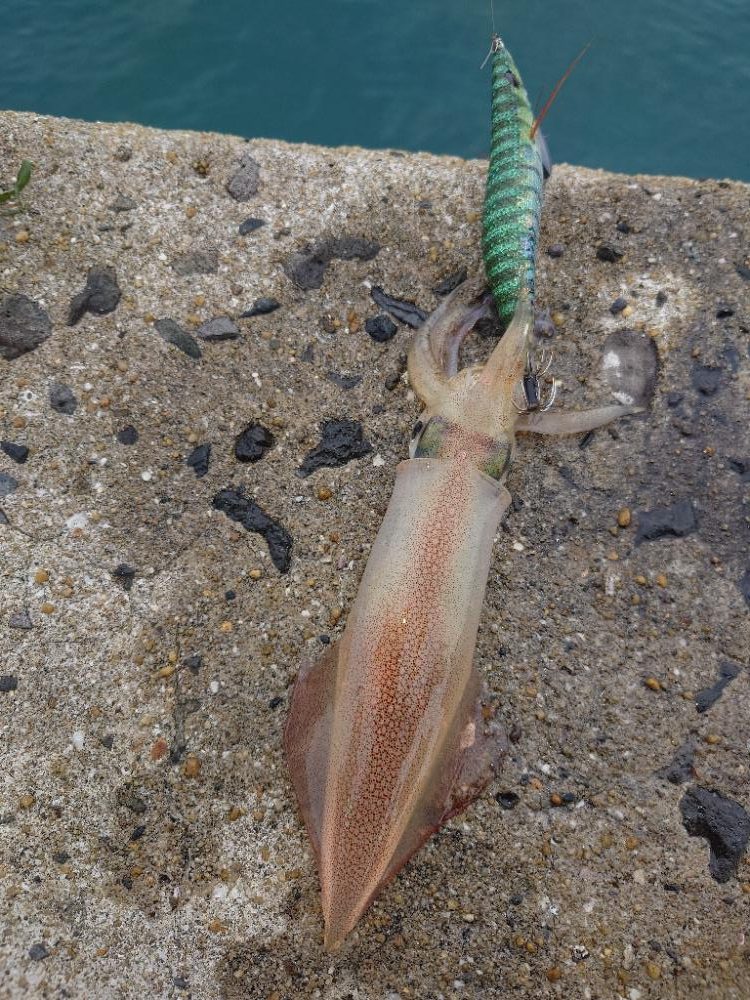 雨前エギングIN対馬