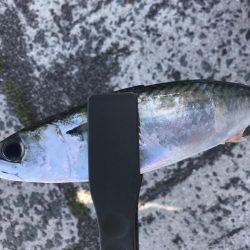 投げサビキでアジとサバ大漁