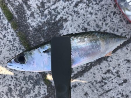 投げサビキでアジとサバ大漁