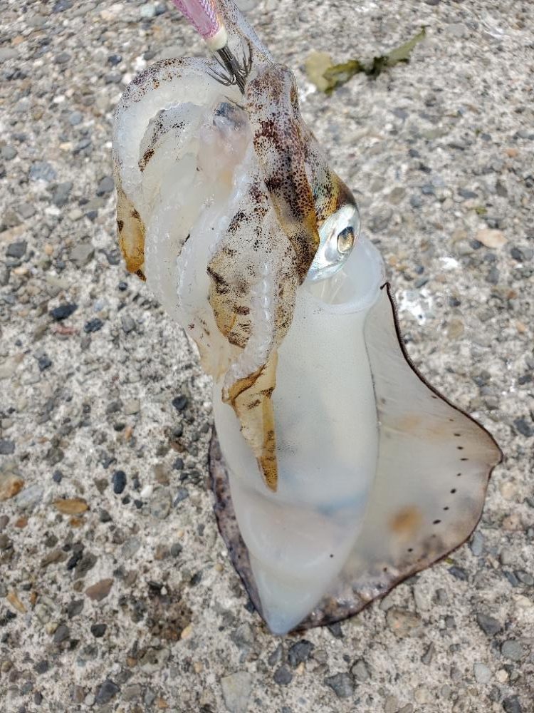 御坊から印南までランガンエギング