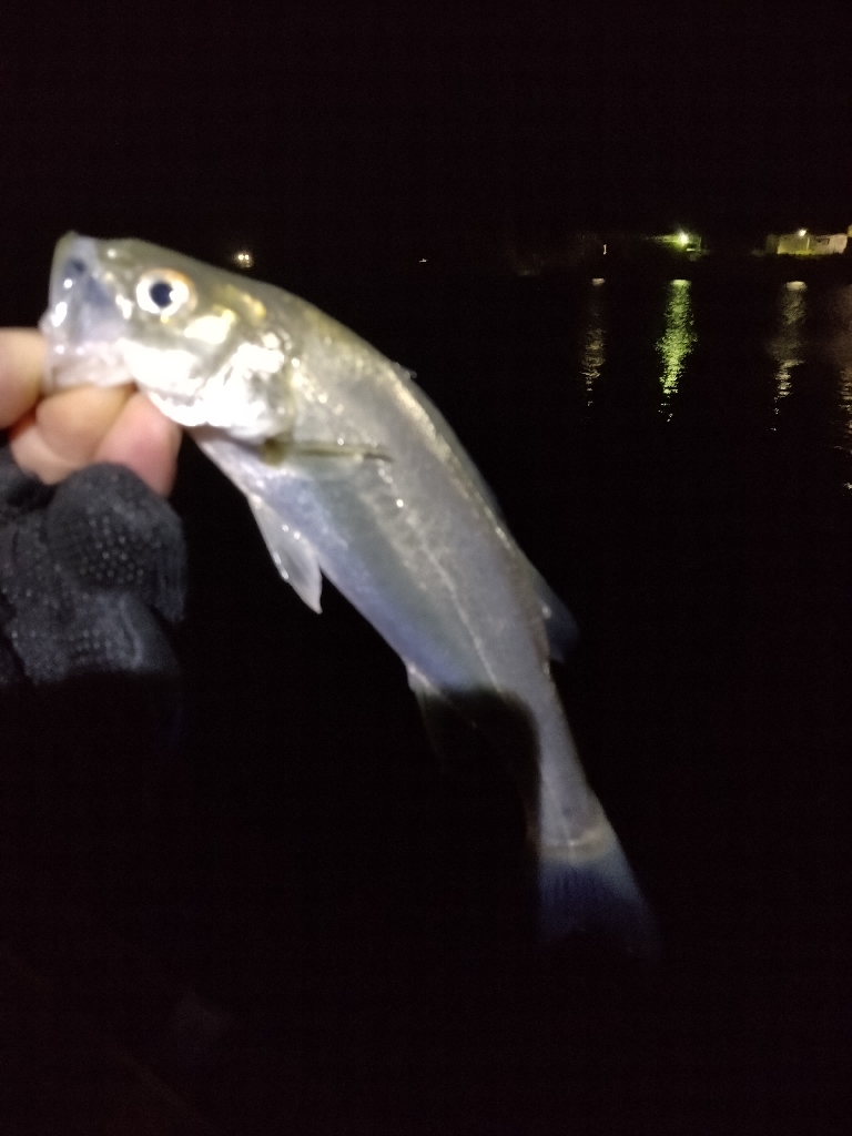 しょうがないか。