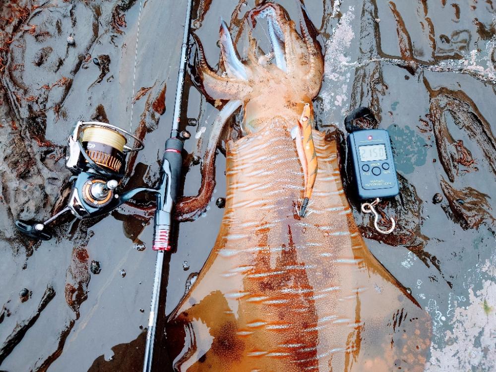 強風エギングIN対馬