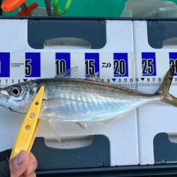 泉州丸さんでクログチ