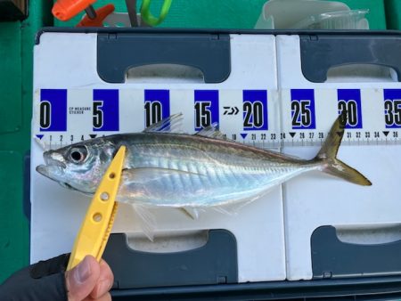 泉州丸さんでクログチ