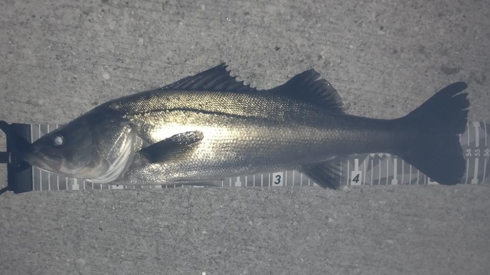 アジングto青物のつもりが