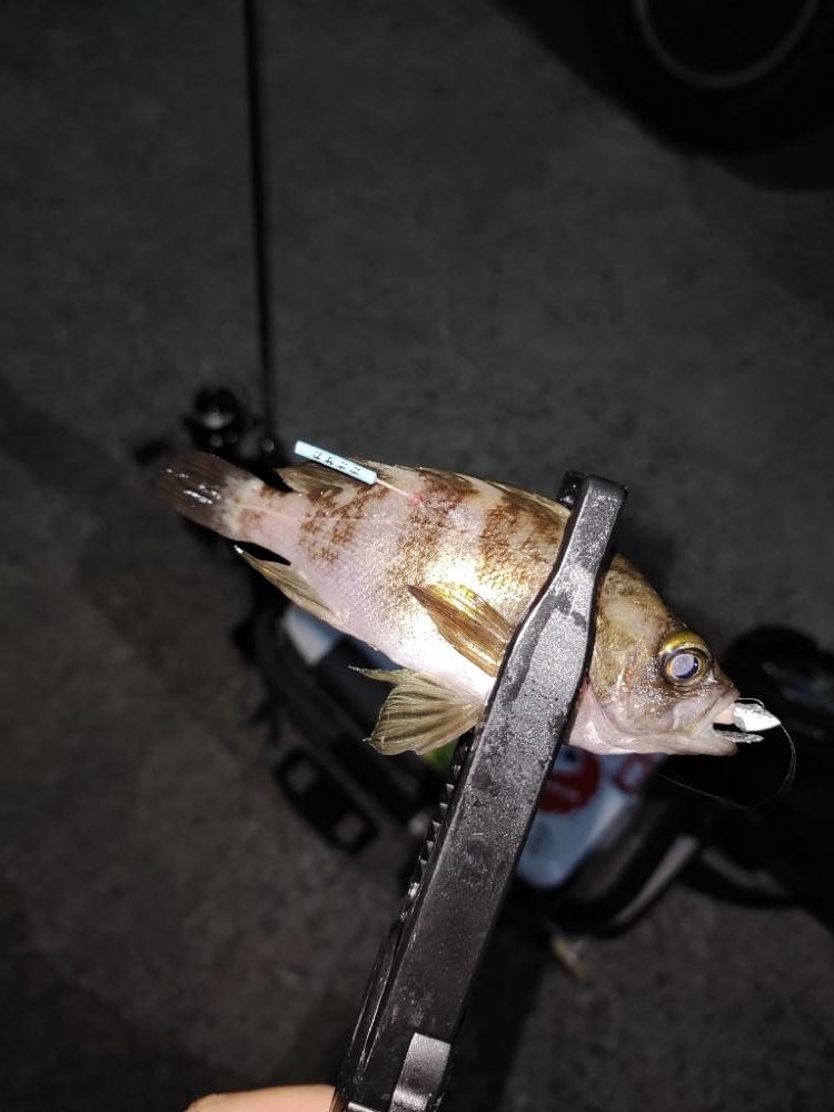 豆アジング@小島