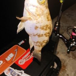 ちっこいやつしかいない。