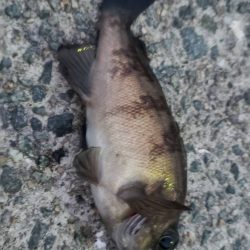 メバル探し@佐野漁港