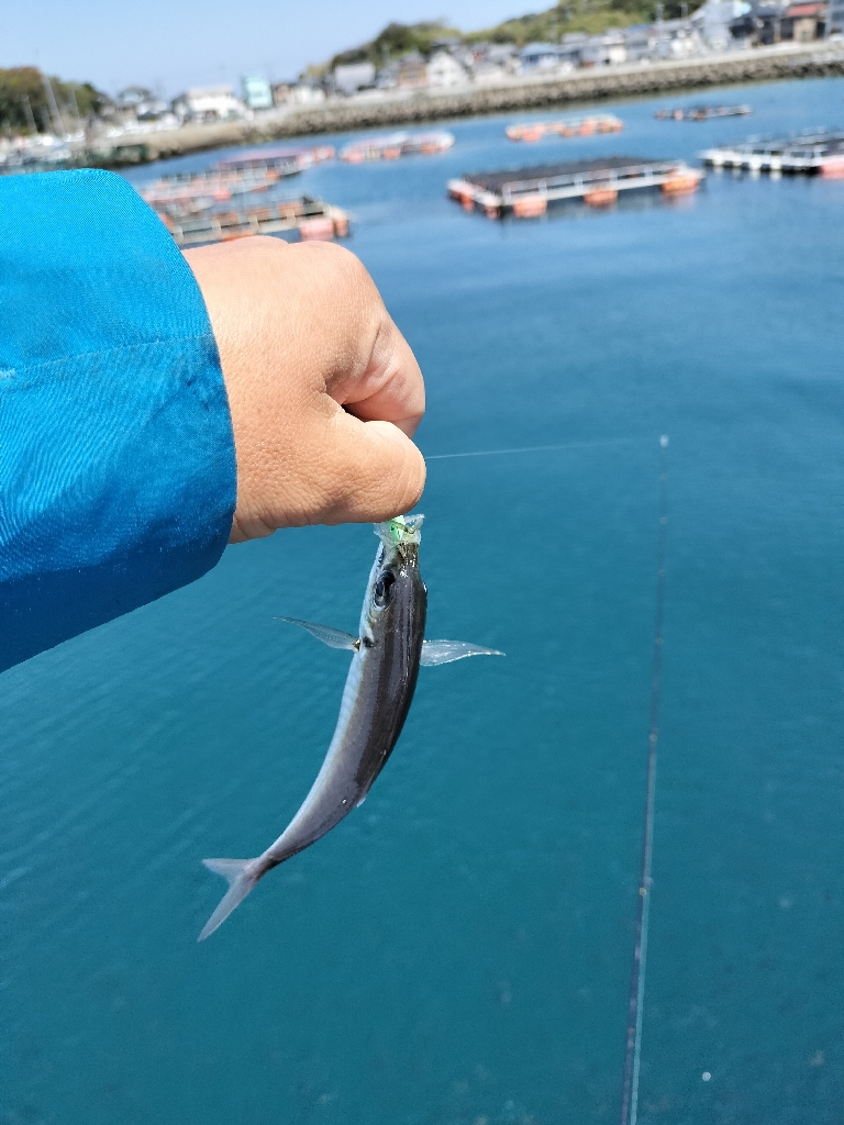 トラウトサーモン狙いで