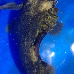 風も強く、バイトもない