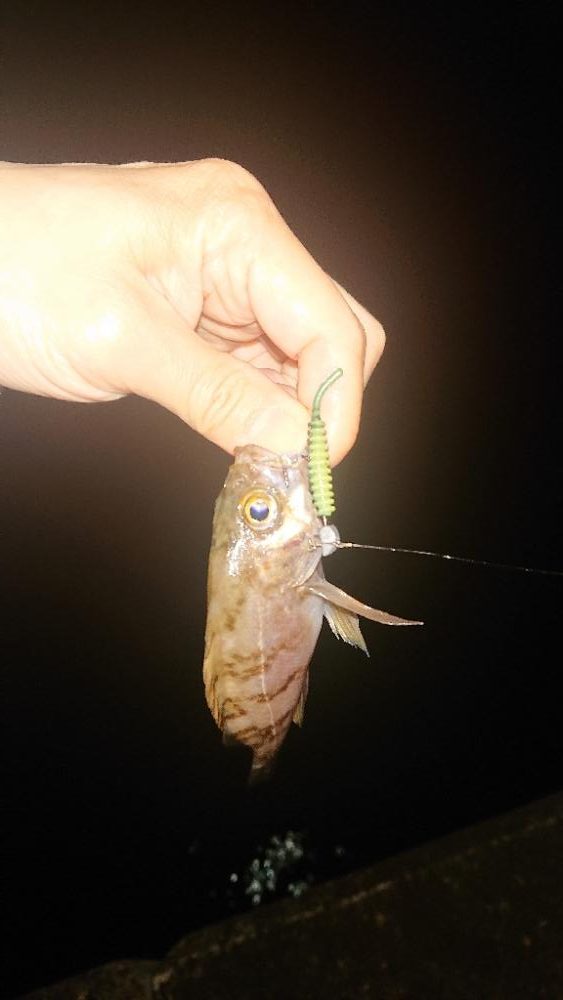 ぼちぼち風あるね