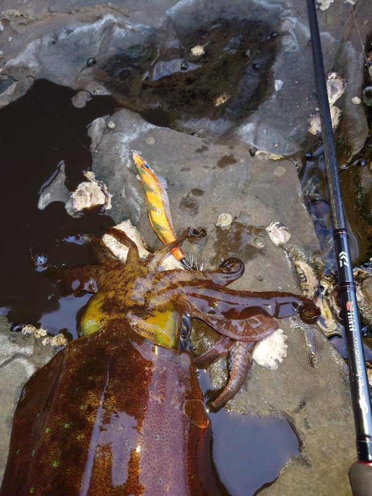 爆風エギングIN対馬