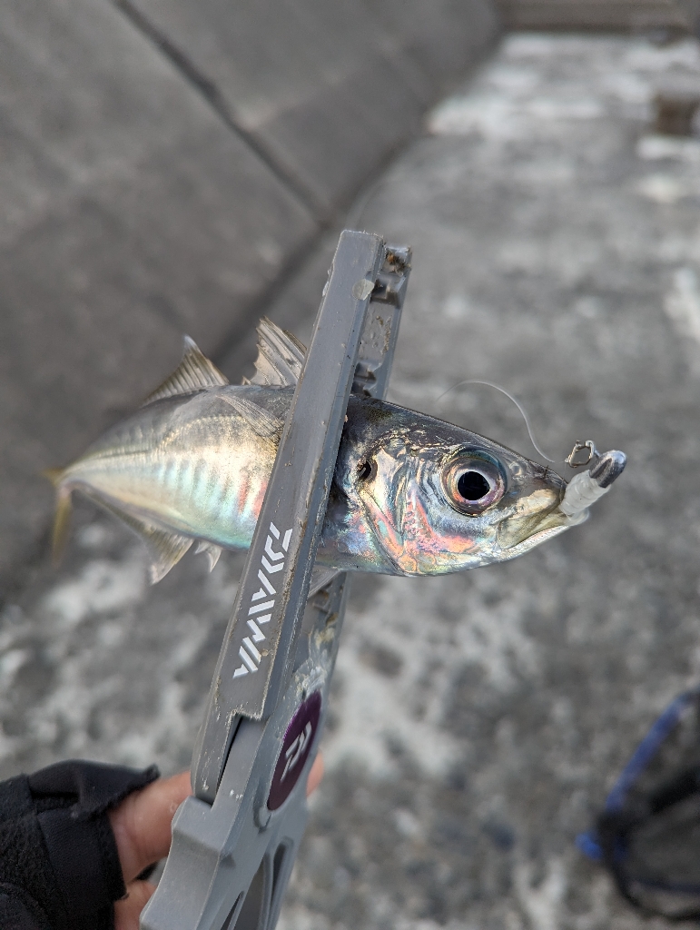 陸っぱり釣行記