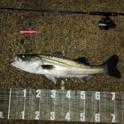 バチ抜け11戦目    雨天釣行