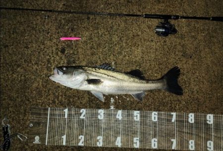 バチ抜け11戦目    雨天釣行