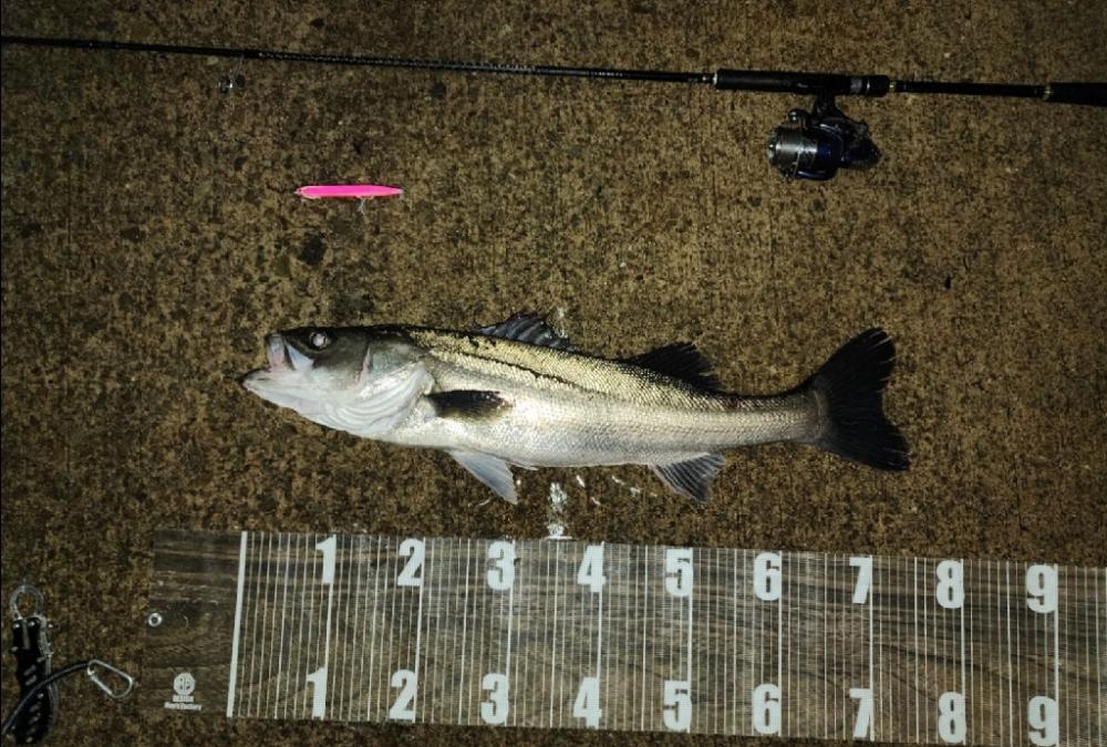 バチ抜け11戦目 雨天釣行