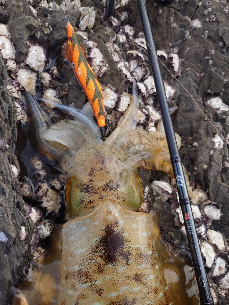 激渋エギングIN対馬