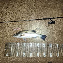 バチ抜け9戦目🎣活性高い