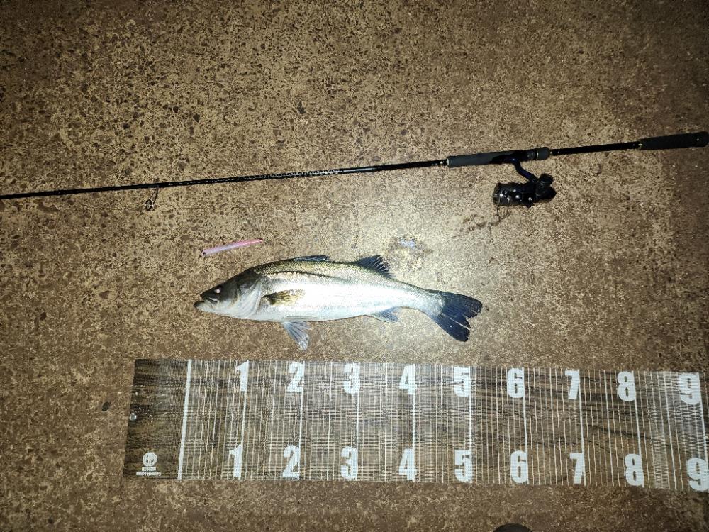 バチ抜け9戦目🎣活性高い