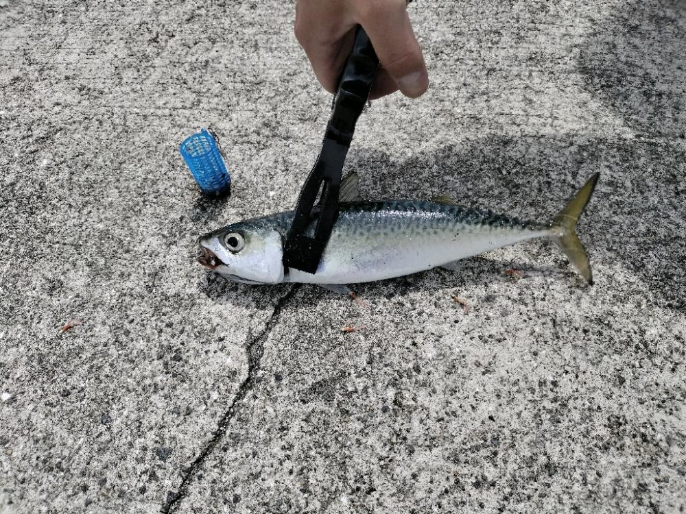 ファミリーサビキ