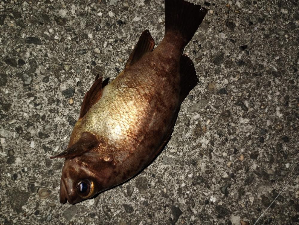 久しぶりのメバル