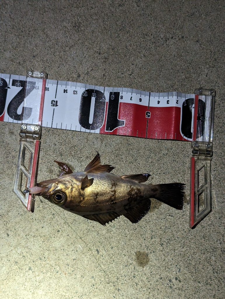 春を告げる烏賊と魚