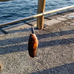 久し振りに釣れたキュウセンベラ。