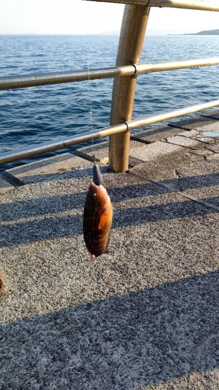 久し振りに釣れたキュウセンベラ。