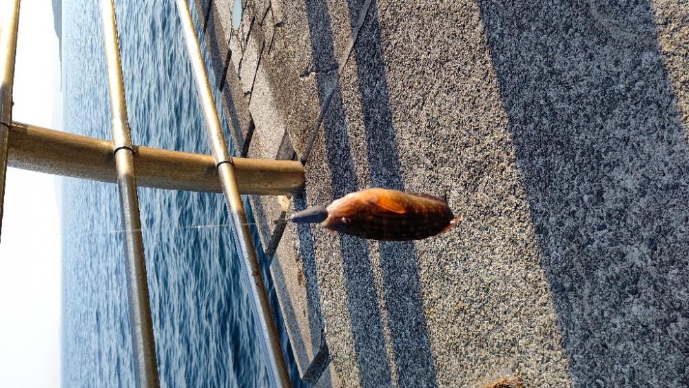 久し振りに釣れたキュウセンベラ。