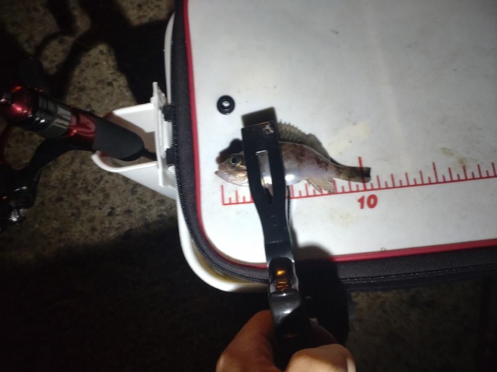 助松埠頭　アジング