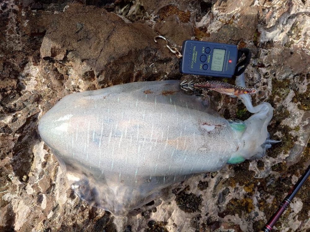 爆風エギングIN対馬