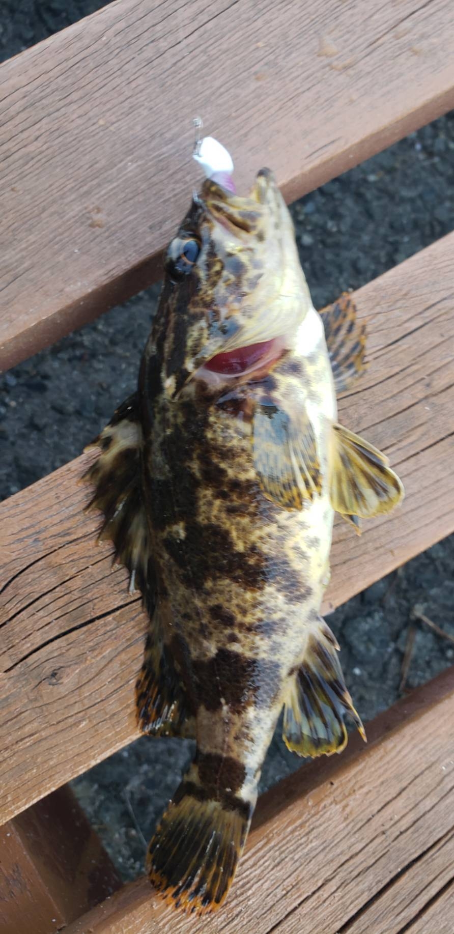 アジ調査@佐野漁港