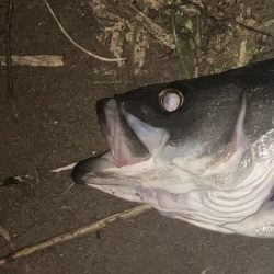 サイズアップできました。