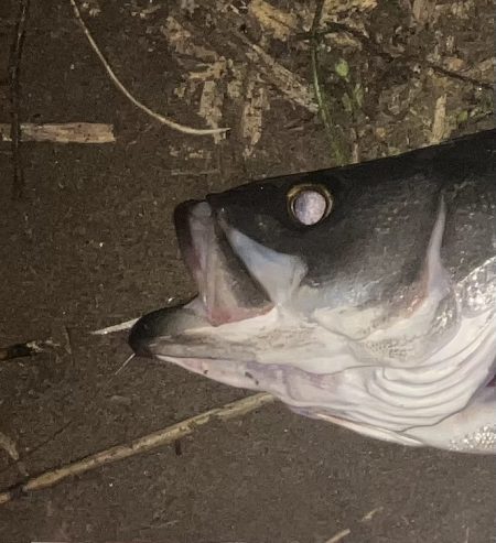 サイズアップできました。