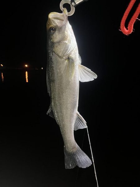 大在でアジング