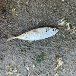 朝マヅメ アジング