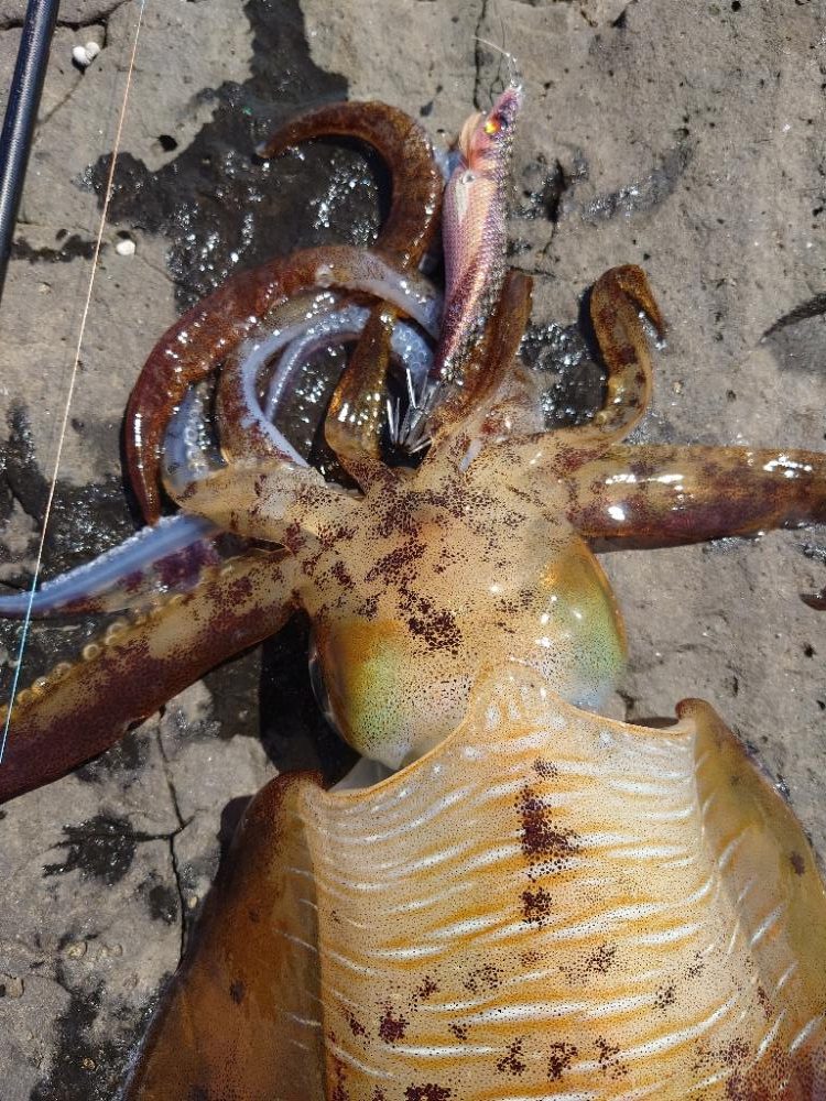 爆風エギングIN対馬