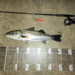 連日バチ抜け🎣