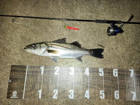 連日バチ抜け🎣