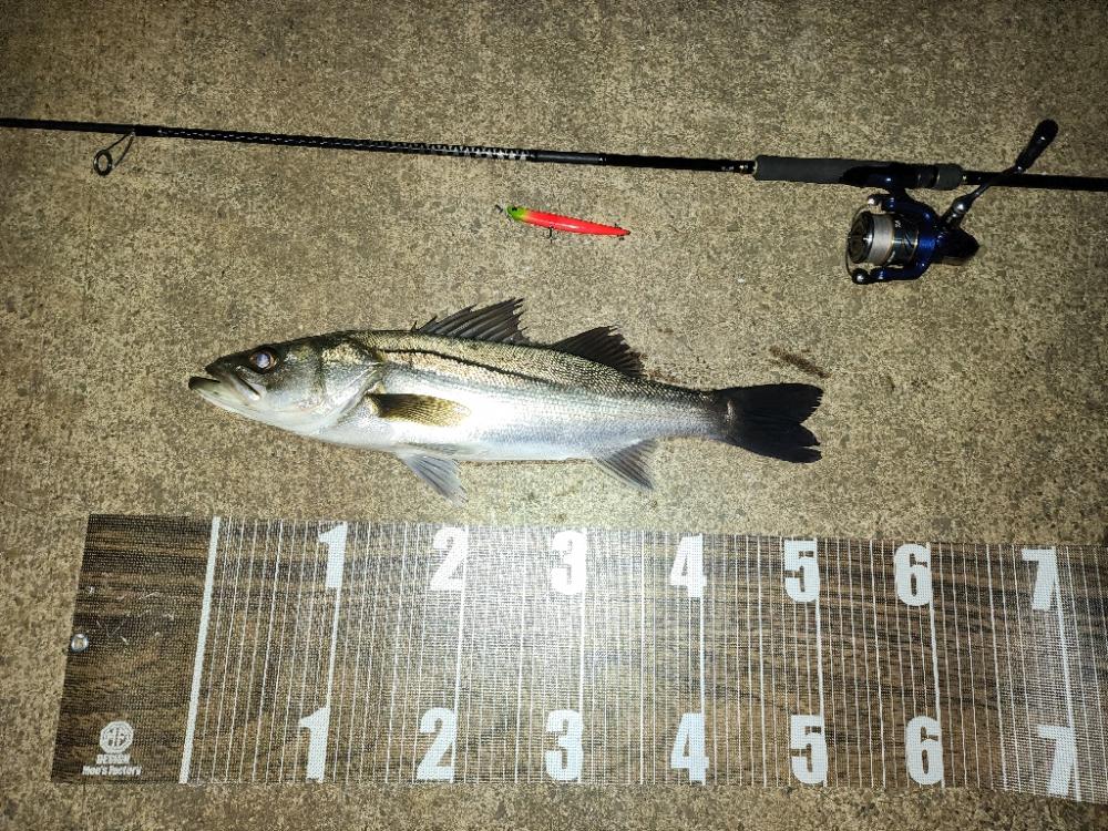 連日バチ抜け🎣