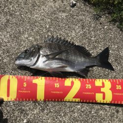 カニのちょい投げでチヌ釣り