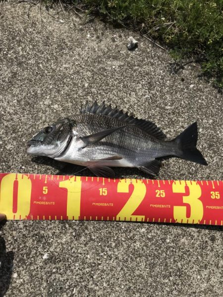 カニのちょい投げでチヌ釣り