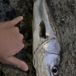 夕マズメ下げ潮